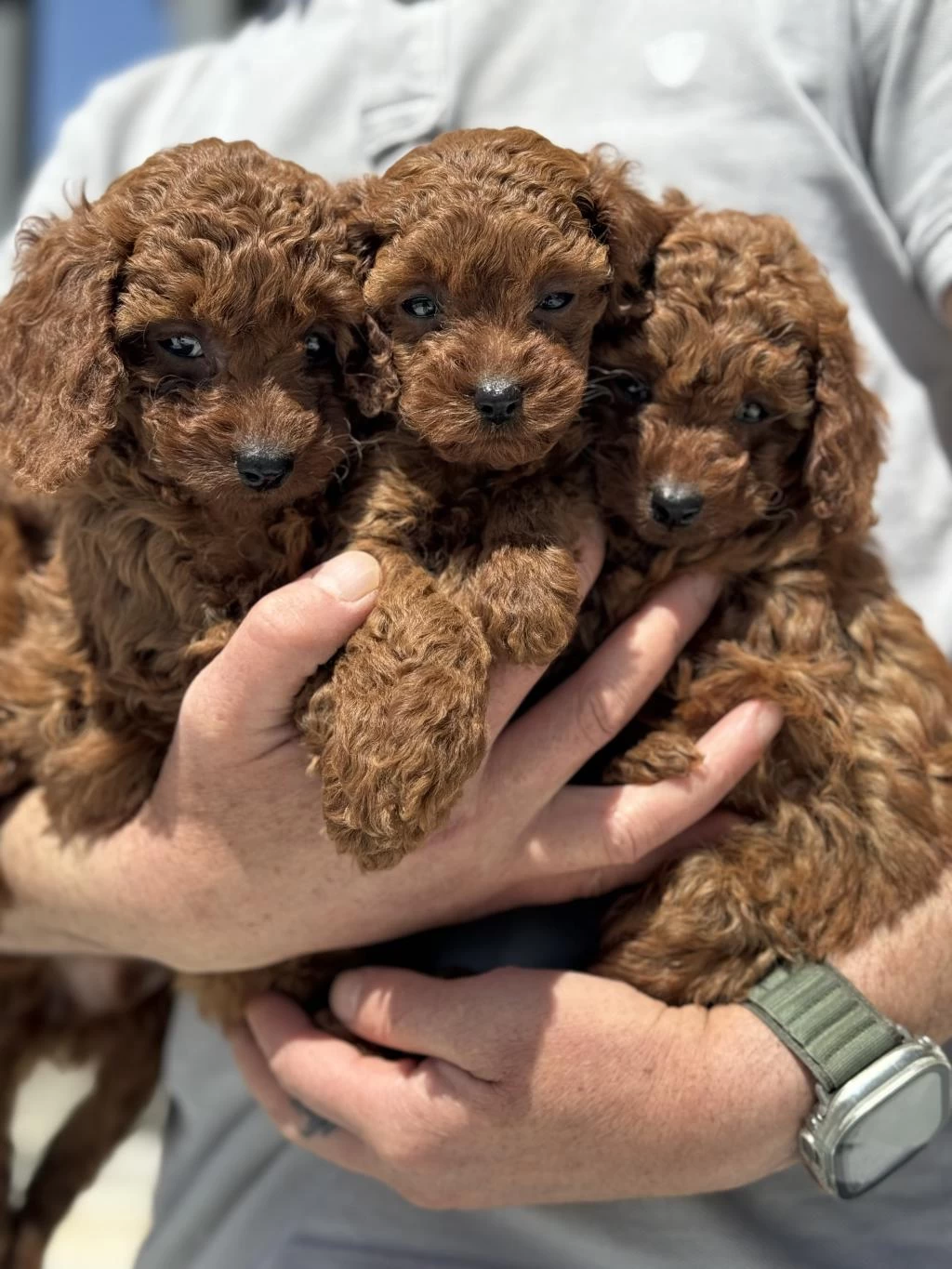 Petmode Köpek Çiftliğinde Ziyarete Açık Toy Poodle