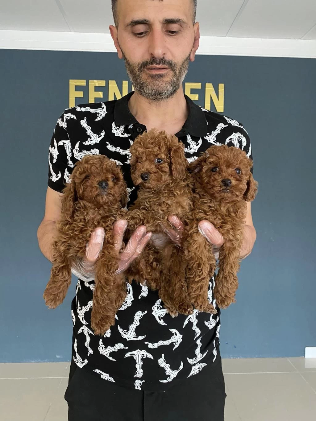 Wc Egitimli Toy Poodle Yavrularımız Fenomen Pets Ankara