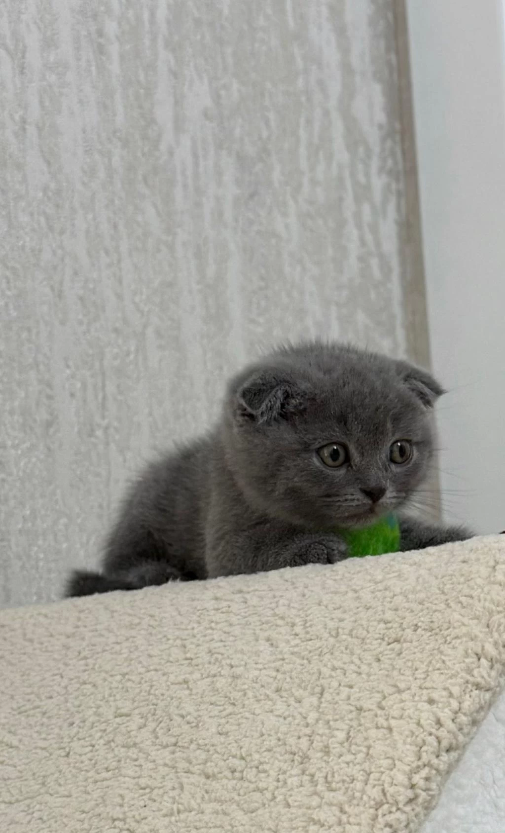 Yeni Yuvasına Hazır Scottish Fold Yavrumuz