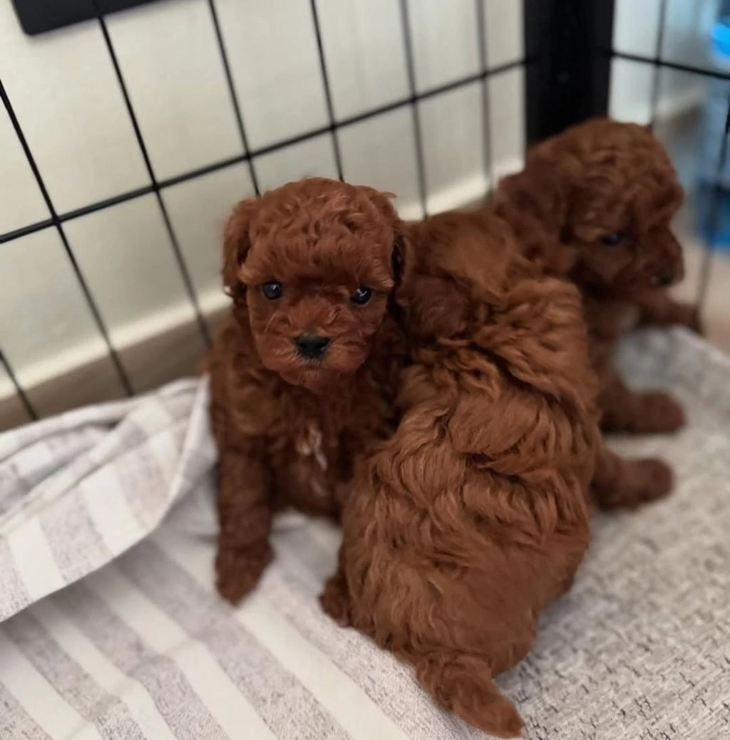 Aşili Pasaportlu Toy Poodle Yavrularımız