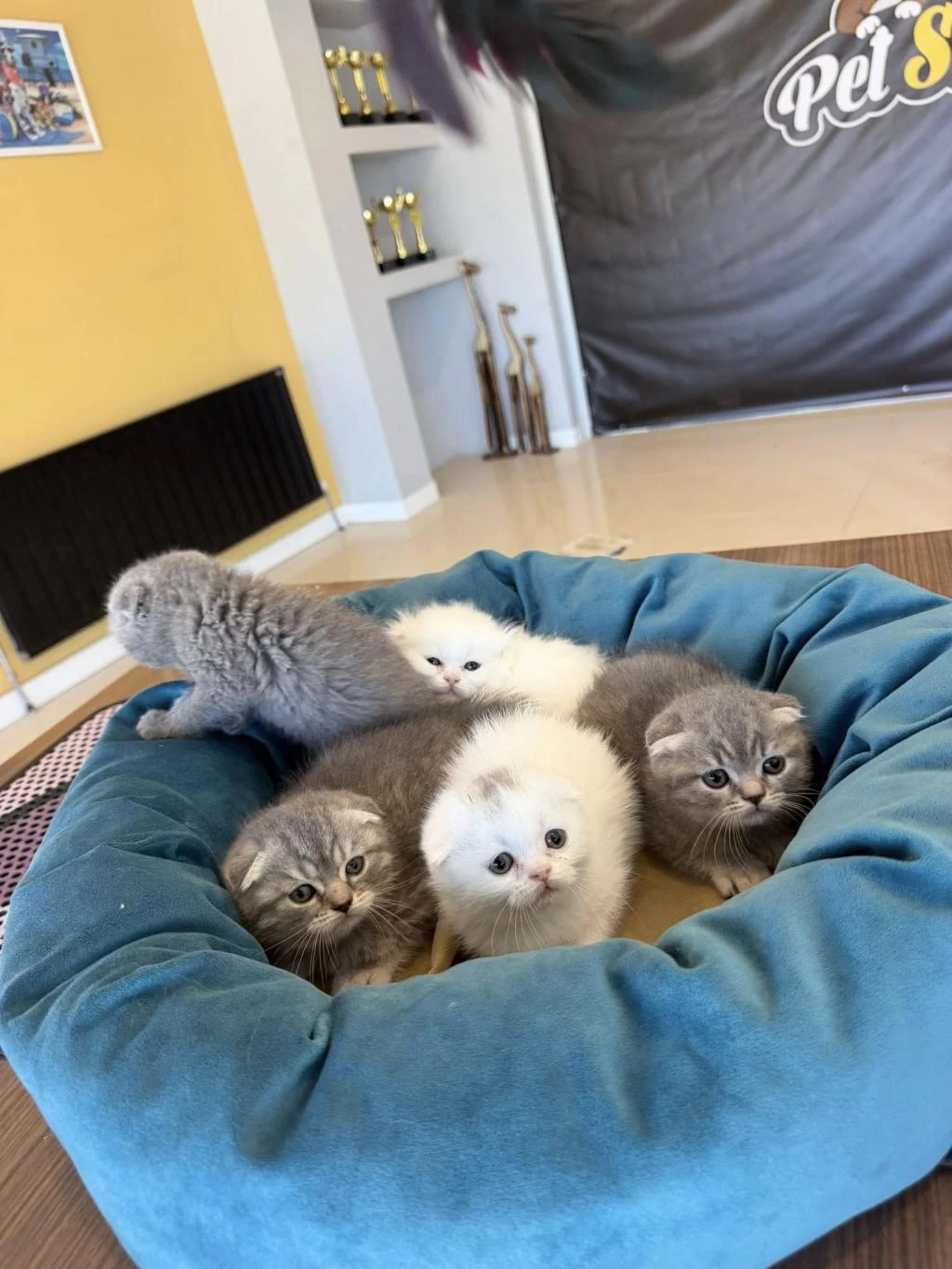 Top Kafa Scottish Fold Yavrulari Fenomen Pet Shop