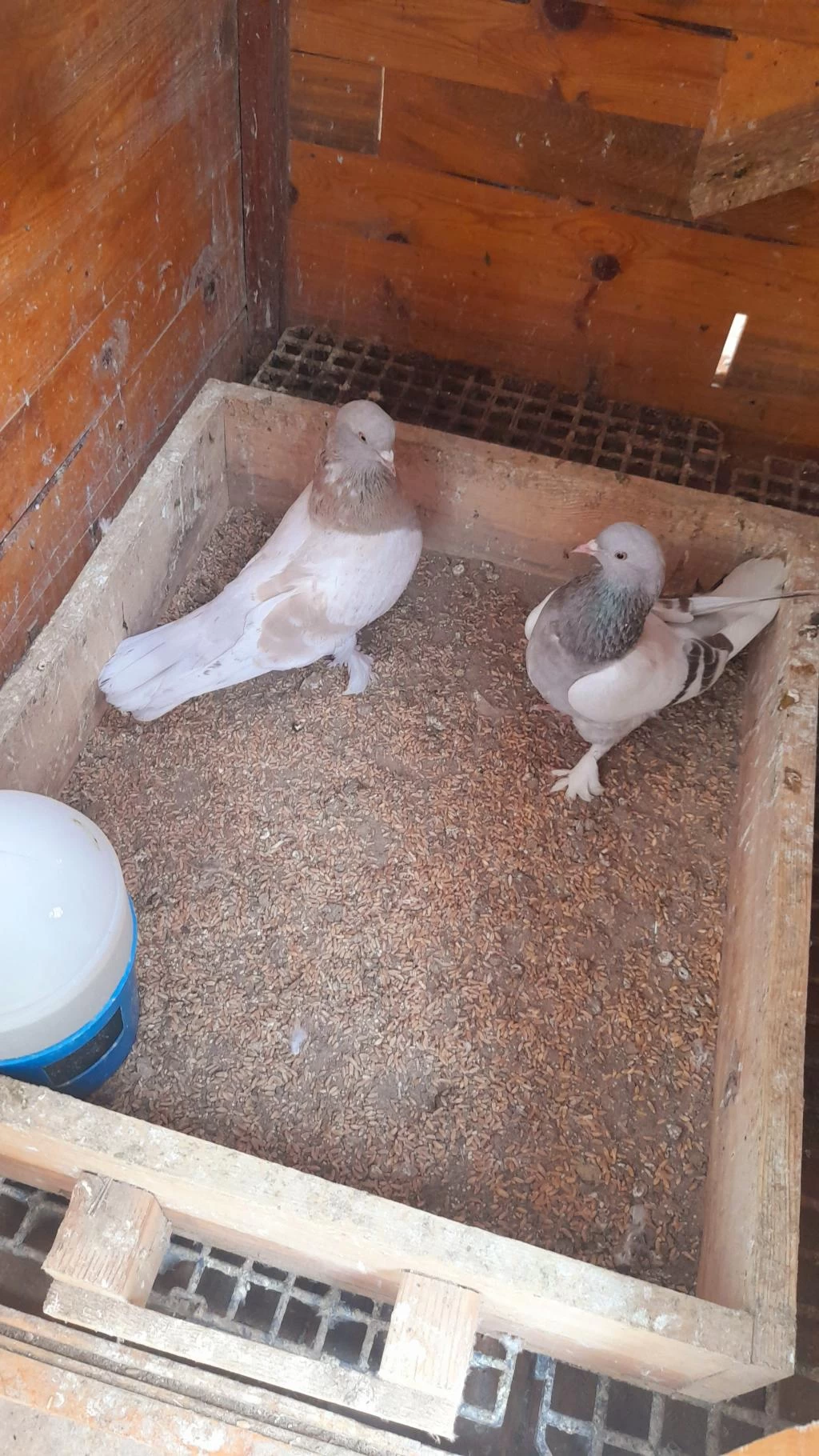 Limon Sari Erkek Güvercin 81 İle Gönderim Yapariz