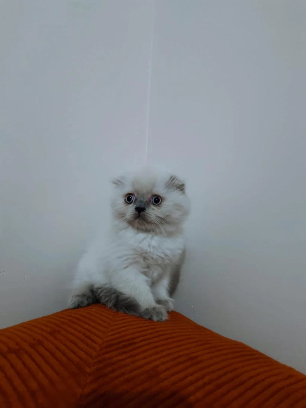 Scottish Fold Kardeşler Yeni Yuvasını Arıyor