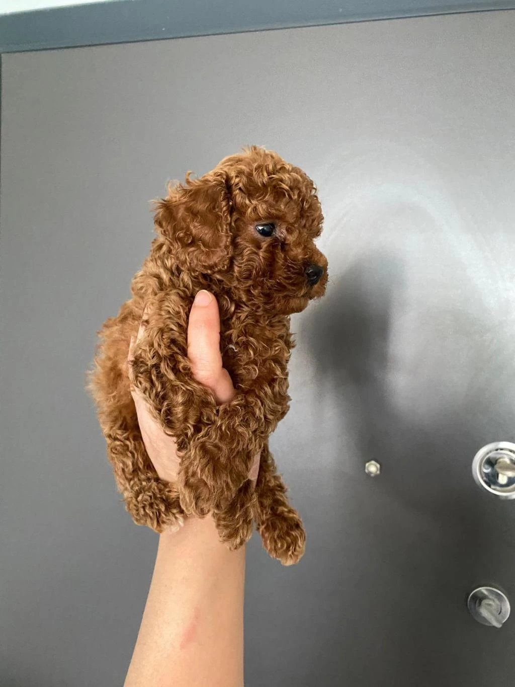 Toy Poodle Yavrularım Ev Üretimidir