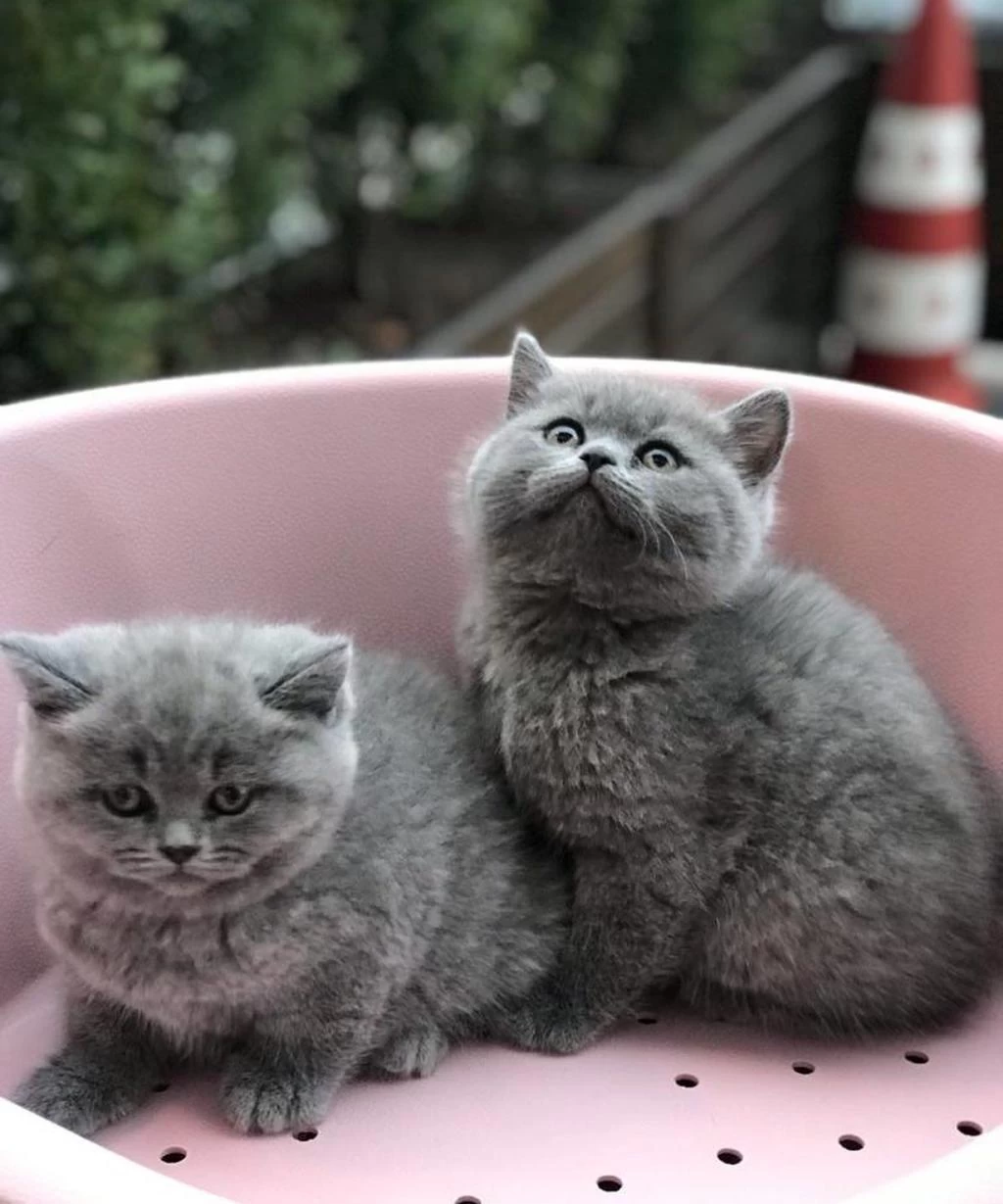 Gri British Shorthair Yavrularim