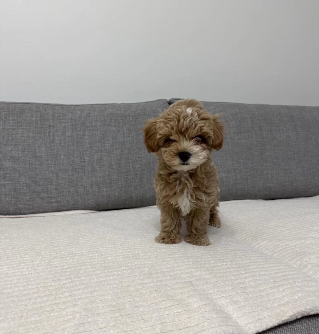 Ev Doğumlu Poodle Yavrum
