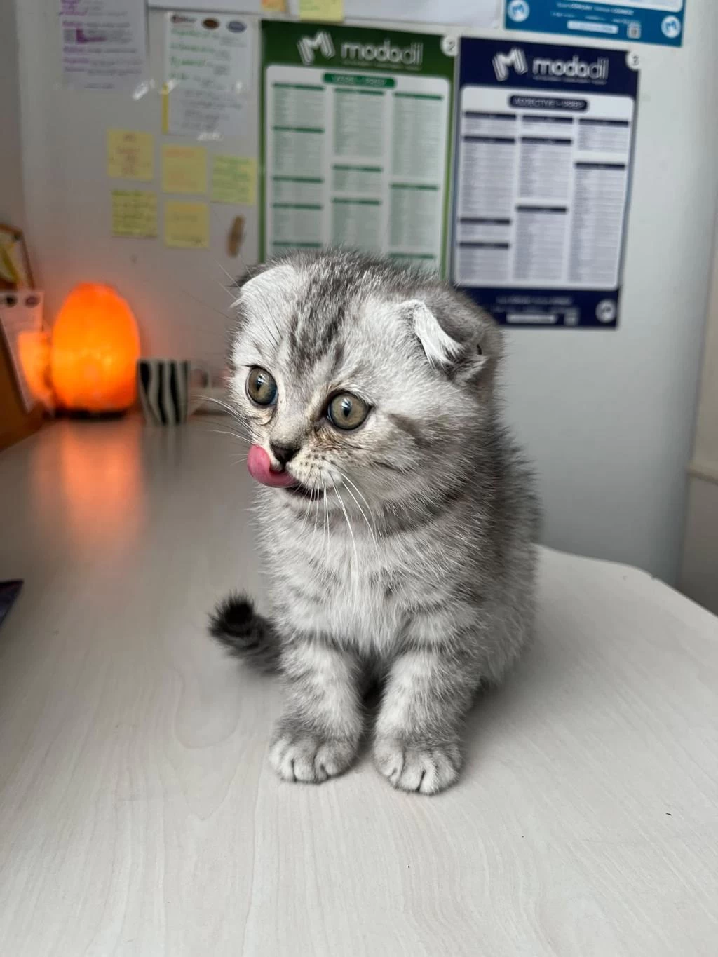 Scottish Fold Yavrusu