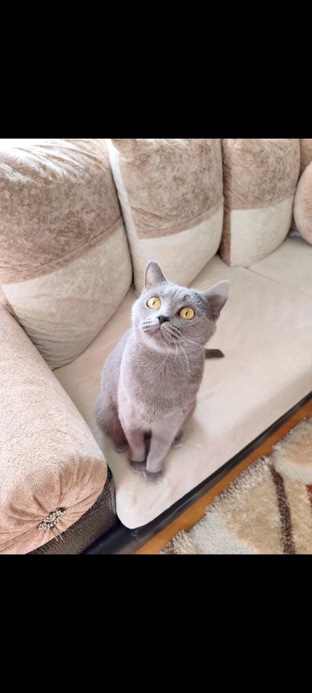 Gri Dişi British Shorthair Ücretsiz