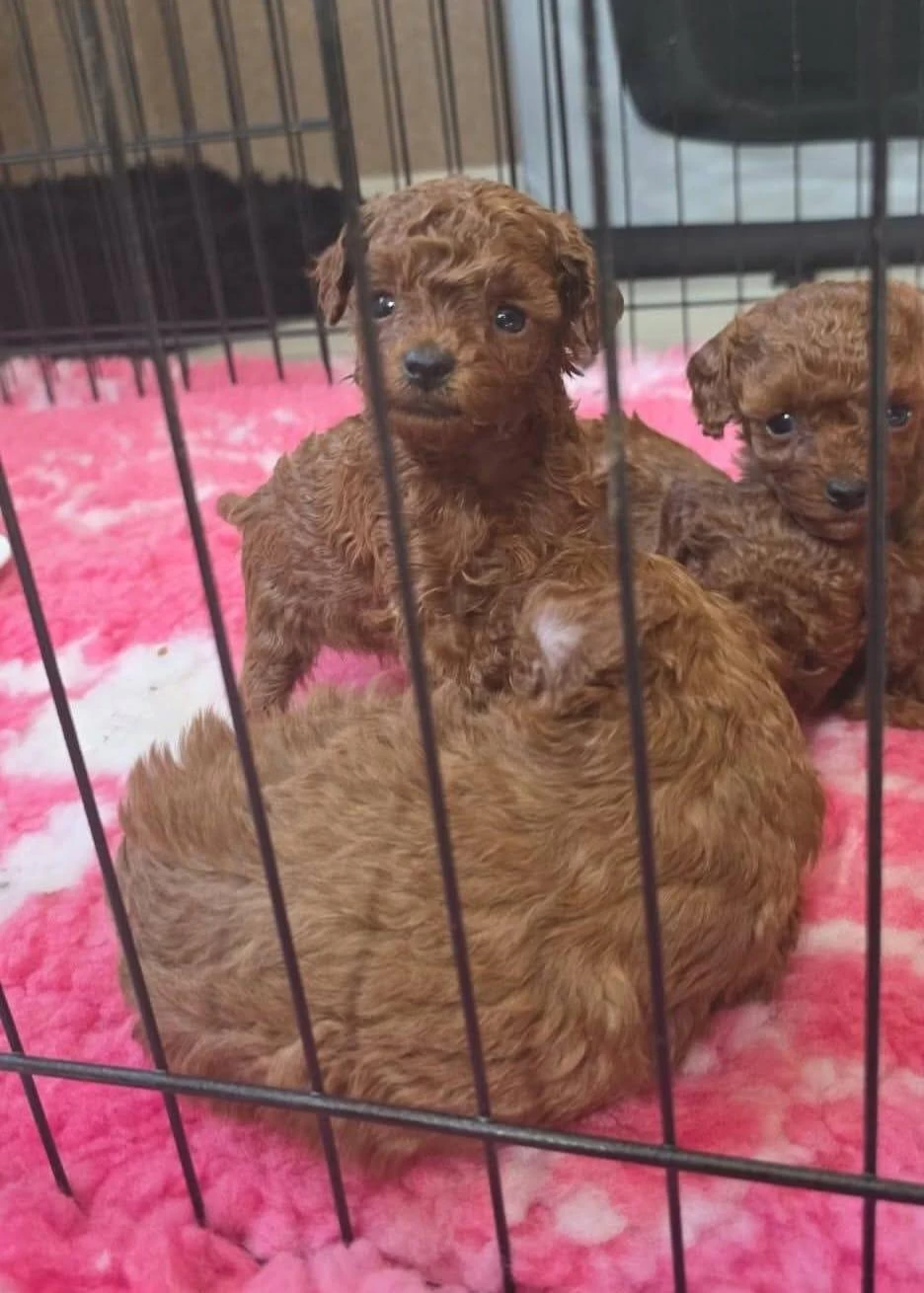 Toy Poodle Yavrularımız