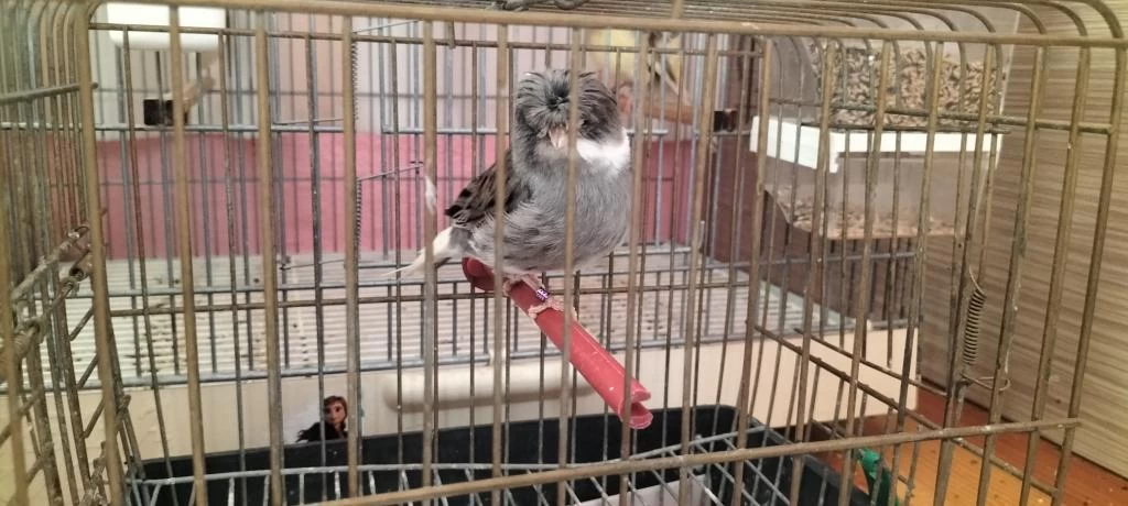 Erkek Beşiktaşlı Tepeli Gloster Kanarya