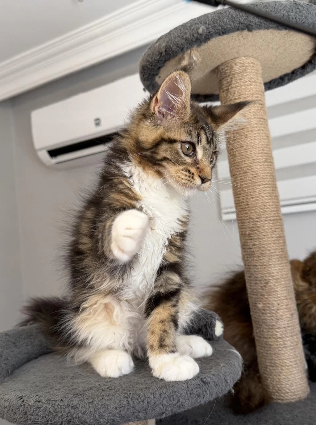 Xxxl Maine Coon 2209 Dişi