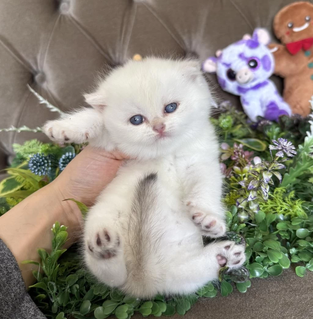 Yüksek Kalite Tombiş British Shorthair