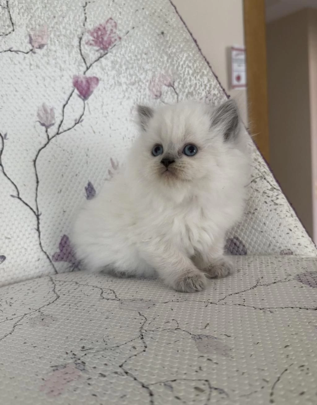 Kar Topu Yumoş British Bebek