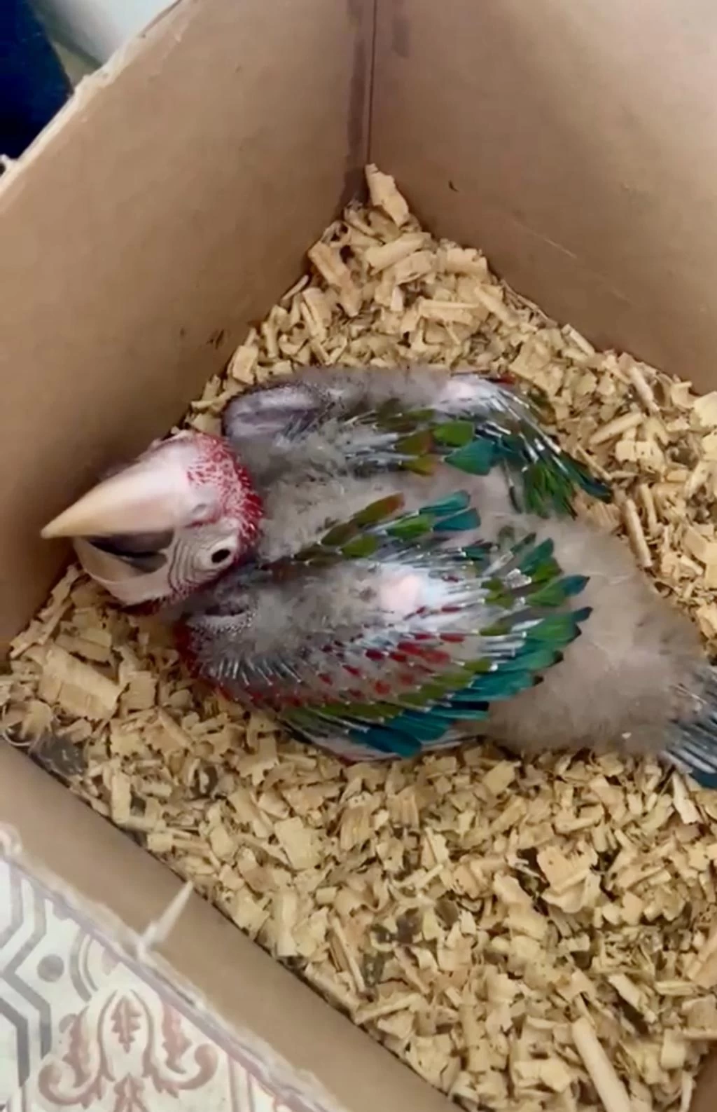 1.5 Aylık Bebek Kırmızı Macaw Papağanı Resmi Belgeli
