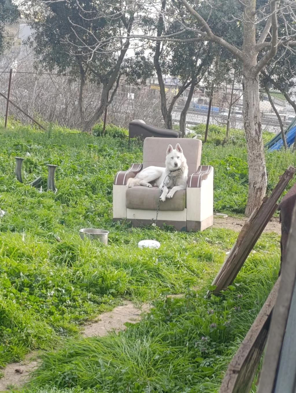 Haski Beyaz Albenio Sibirya Kurdu