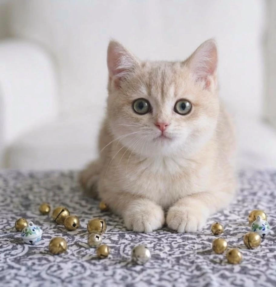 British Shorthair Lilac Gold Dişi Yavru