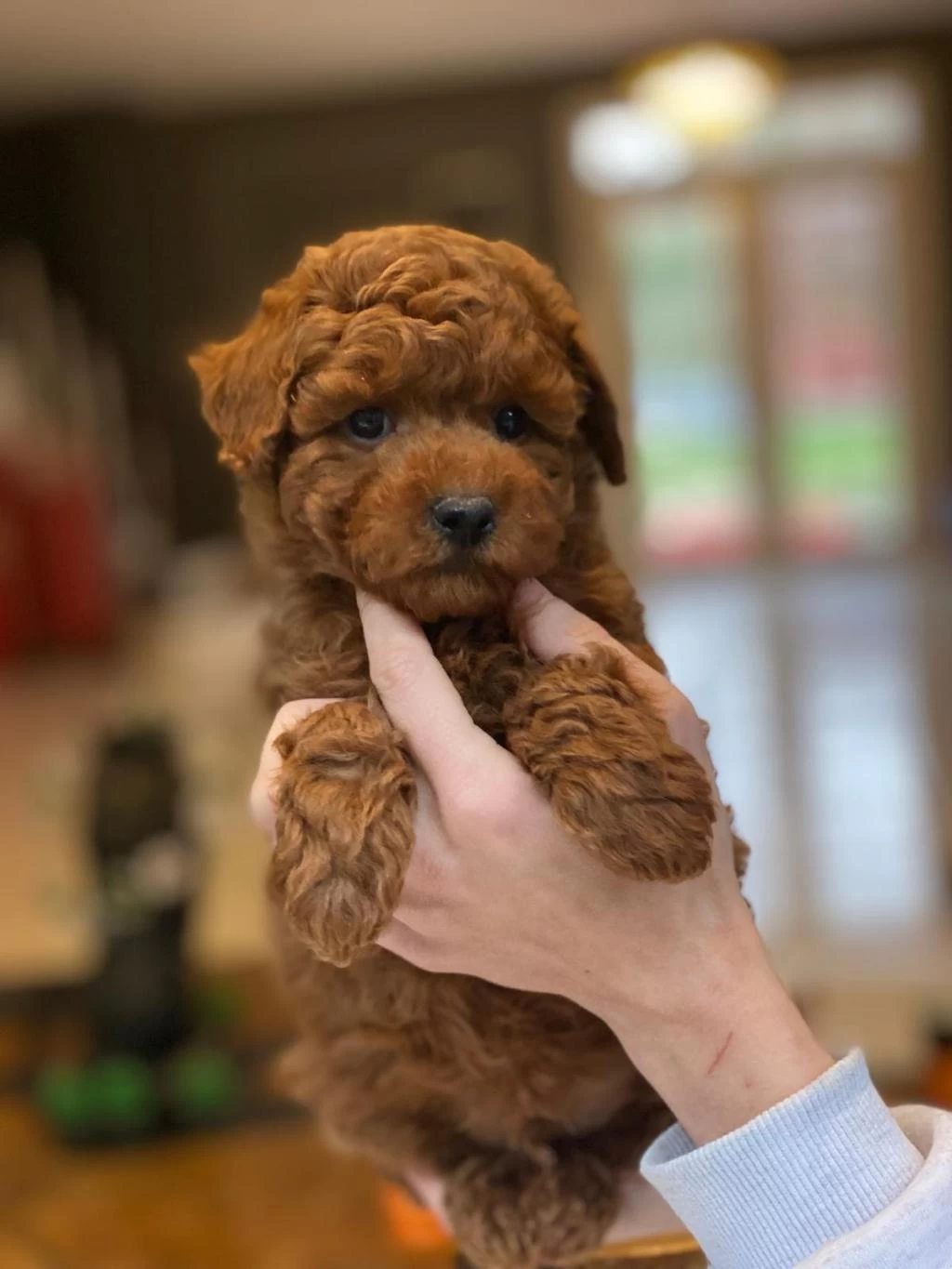 Eğitilebilir Toy Poodle Yavruları İle Evinize Neşe Katın