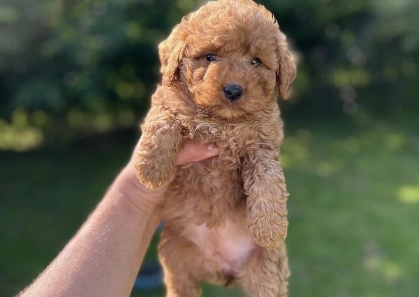 Toy Poodle Yavrularim