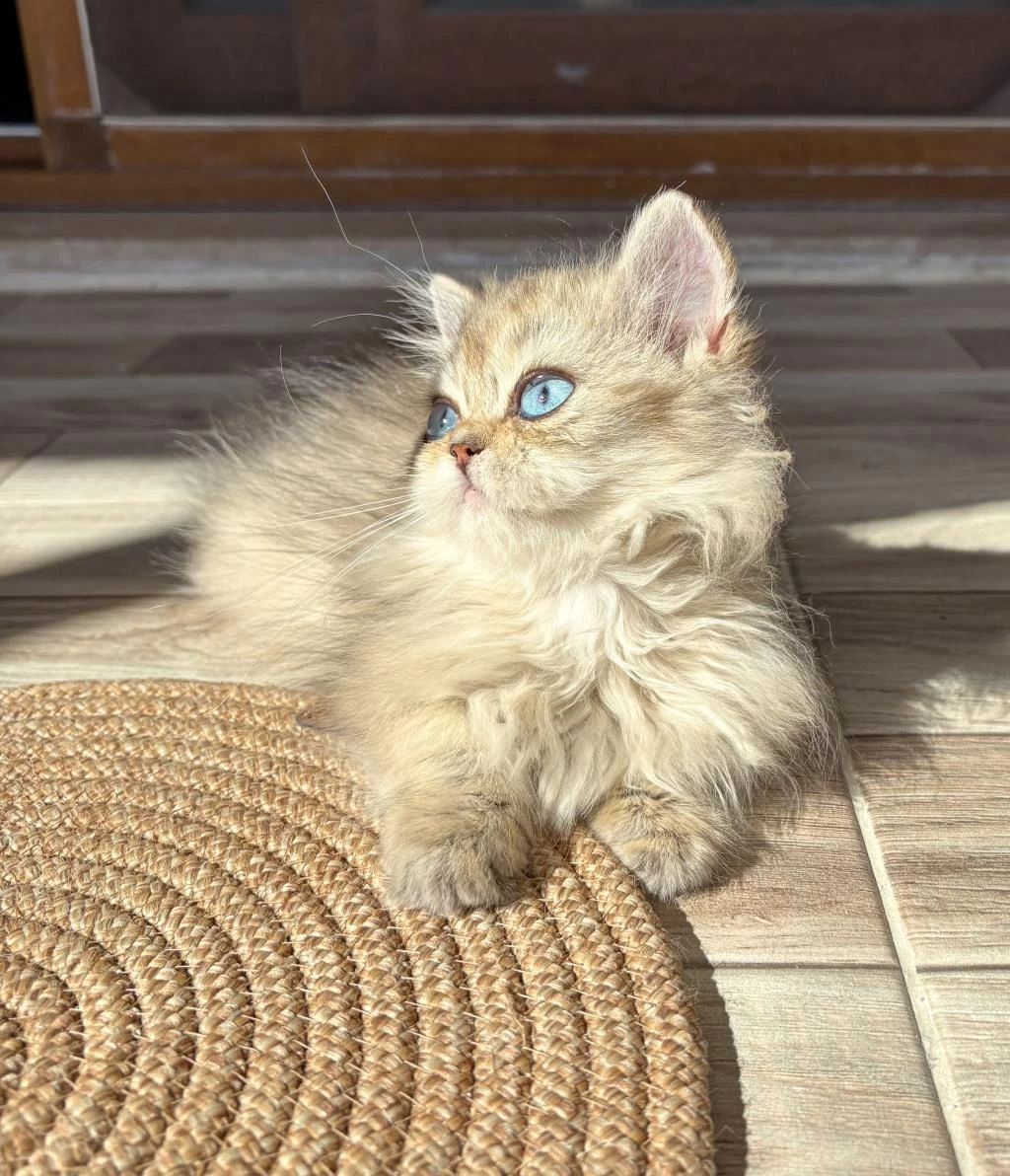 Safkan Dişi Yavru British Longhair