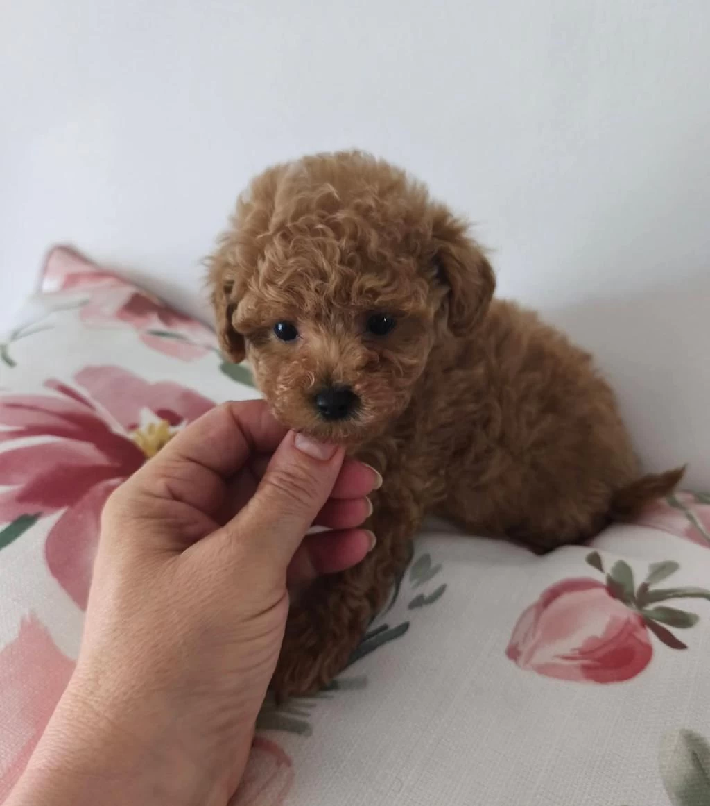 Toypoodle Yavrularımız