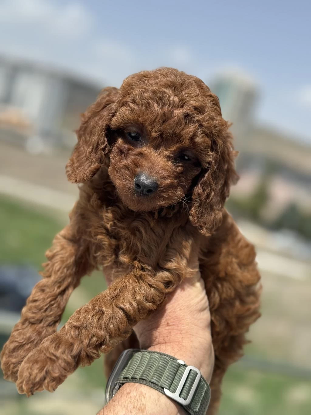 Ankaranın En Seçkin Toy Poodle Yavruları