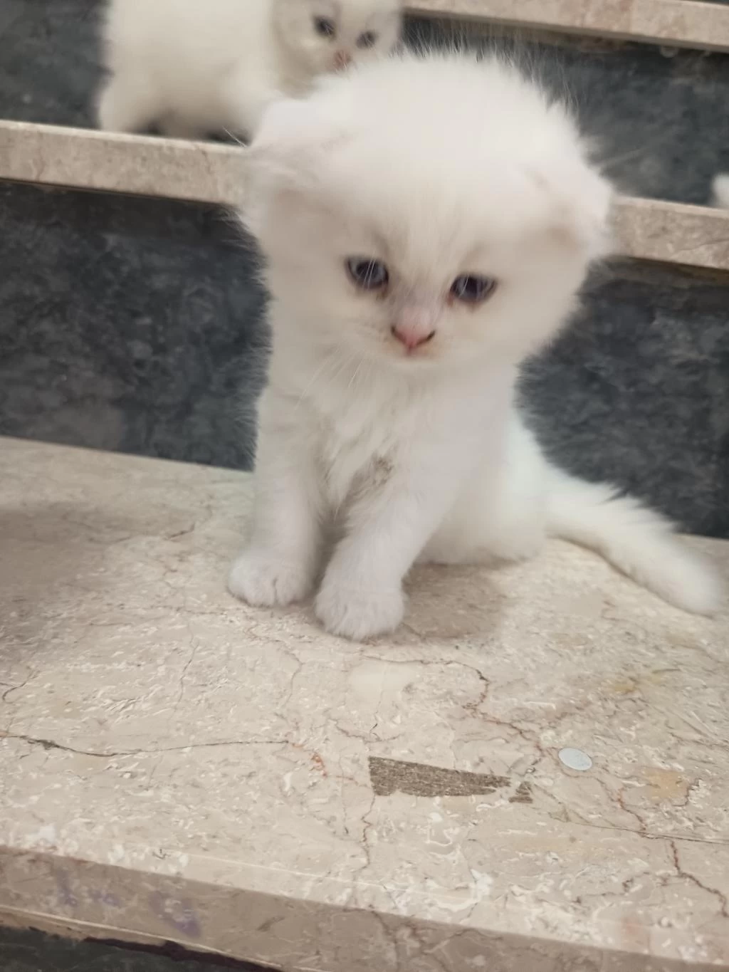 Safkan Orjinal Bebek Kediler