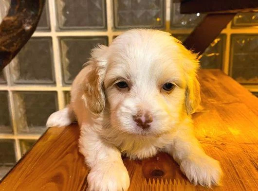 Xs Maltipoo Bebeklerimiz