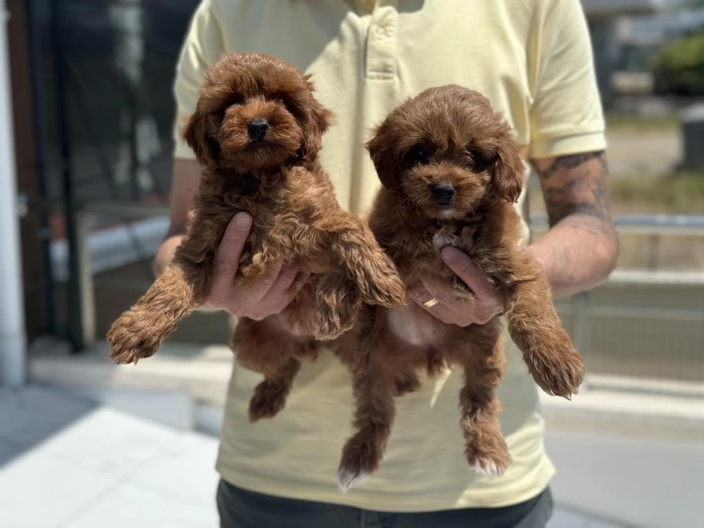 Petmode Köpek Çiftliğinden Ziyarete Maltipoo