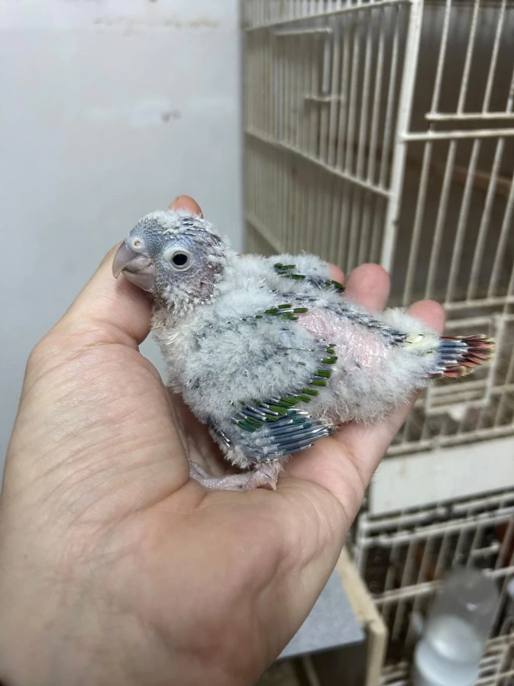 3 Adet El Besleme Bebek Konur