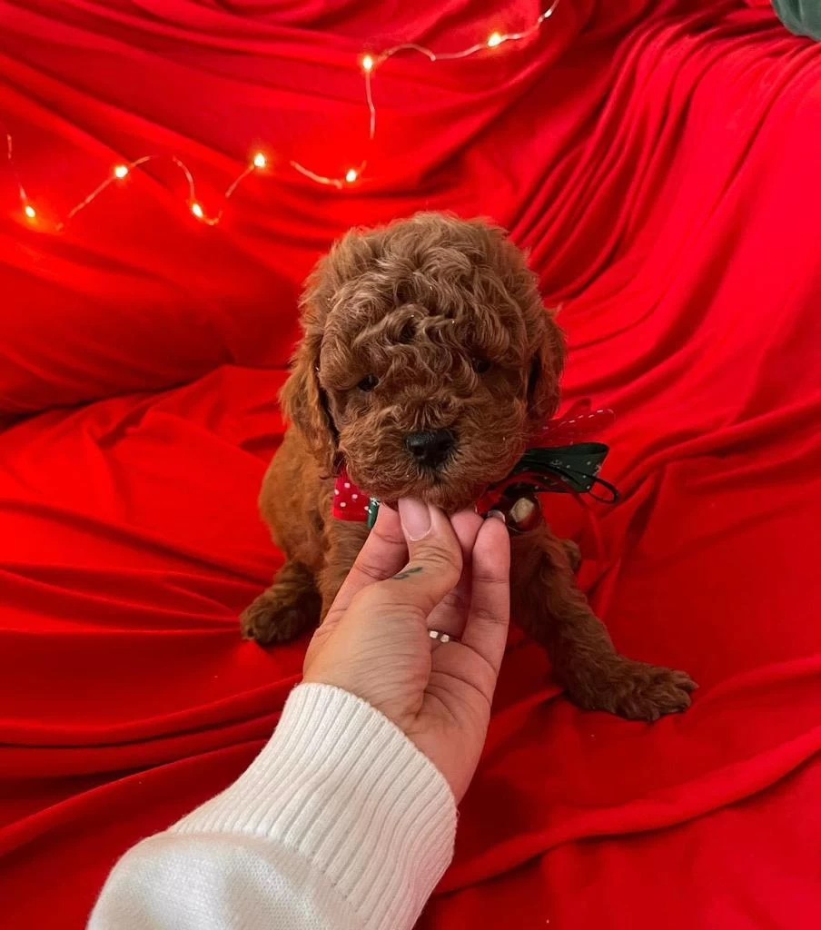 Sevimli Toy Poodle Yavrularımız
