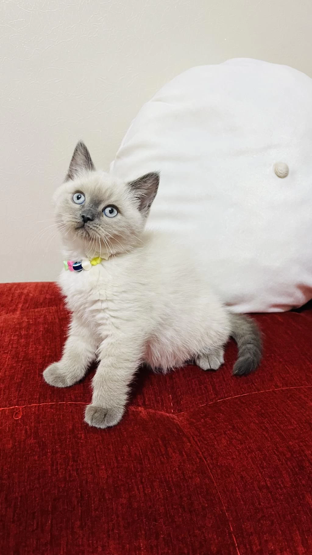 Safkan Blue Point Son Bir Adet British Shorthair