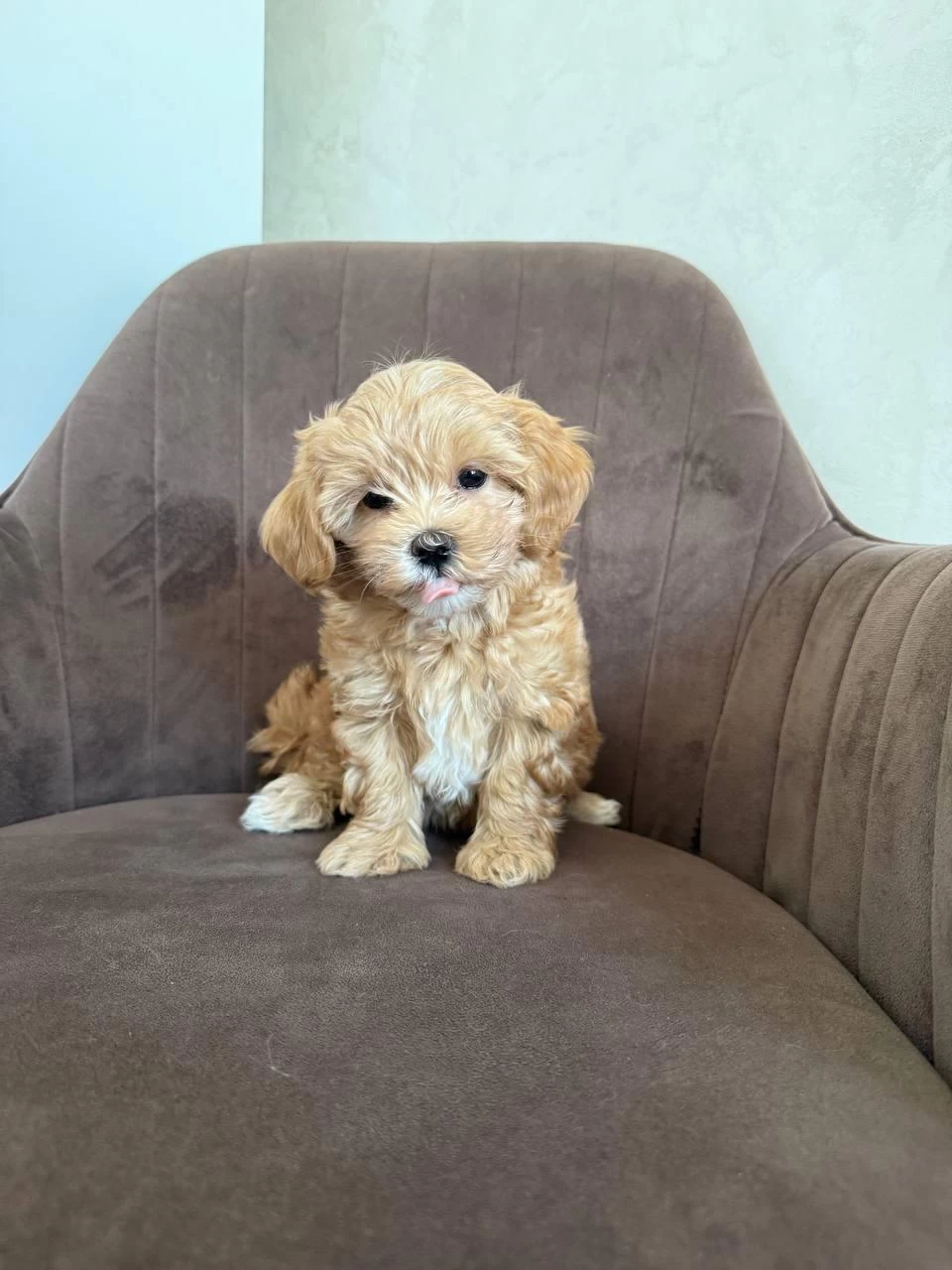 Mini Boy Orijinal Maltipoo Korean Aşılı Eğitimli