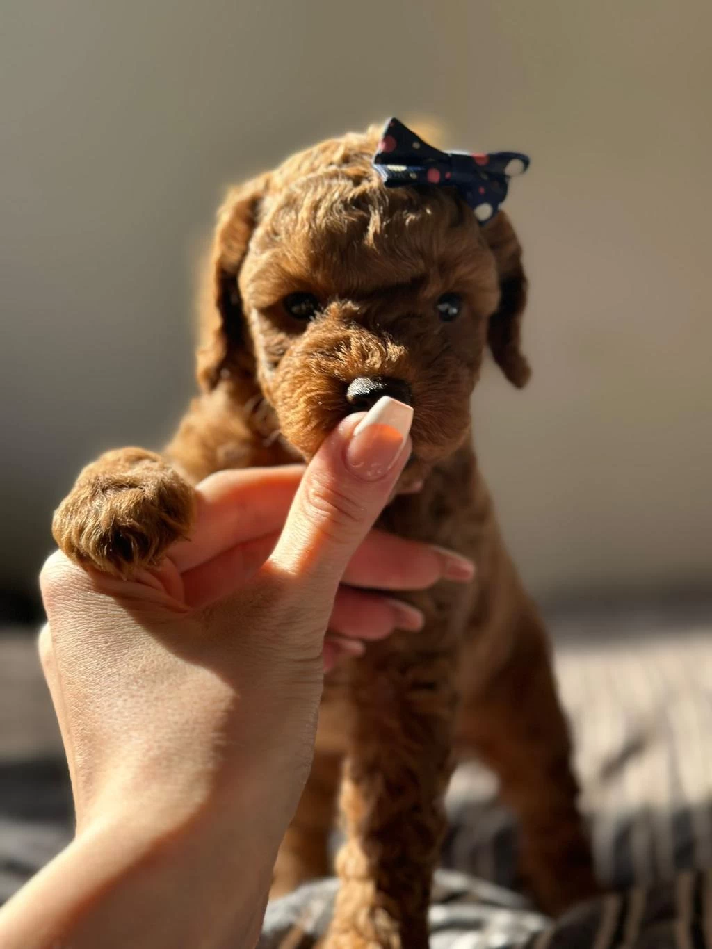 İrk Ve Sağlik Garantili Poodle Bebekler