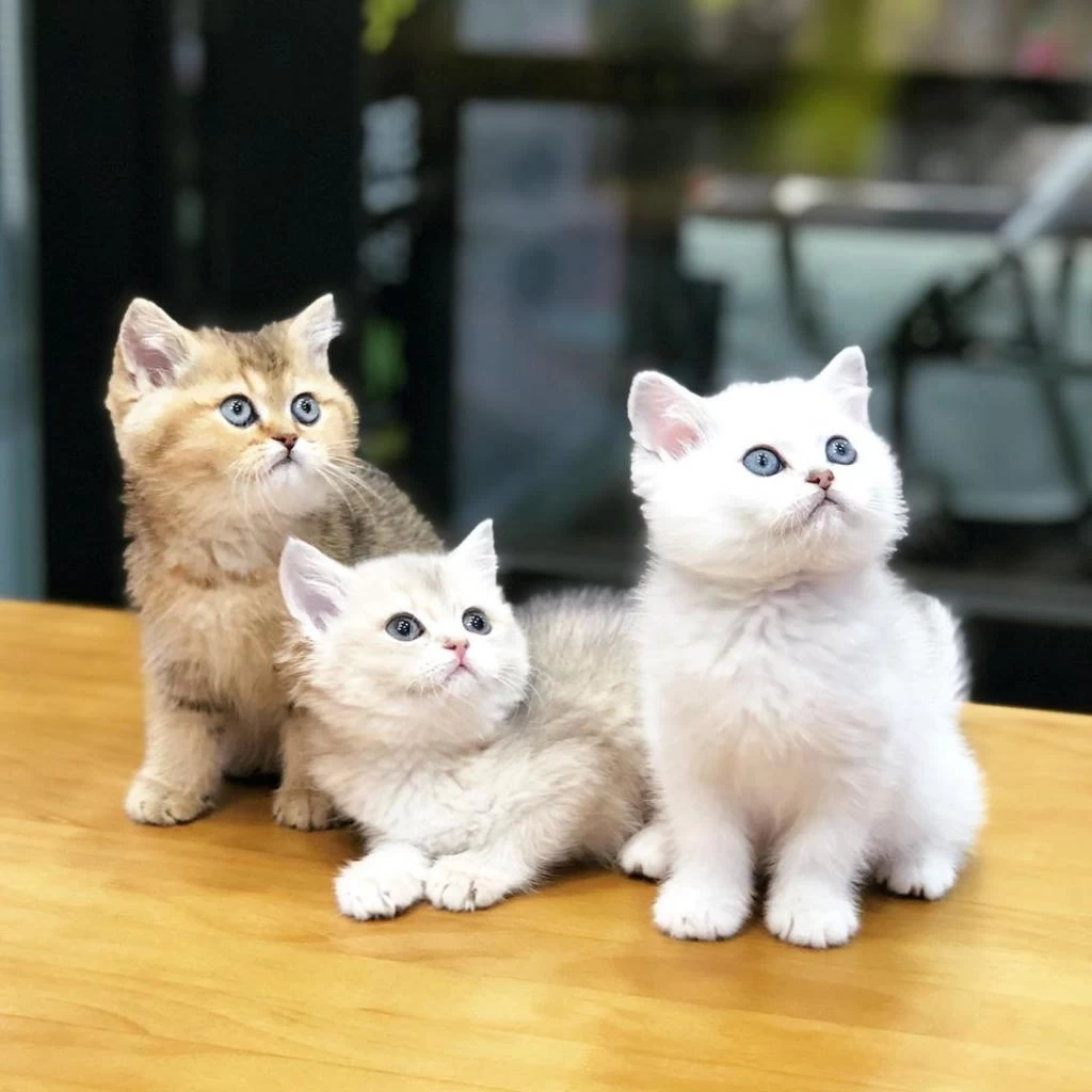 British Shorthair Yavrulari