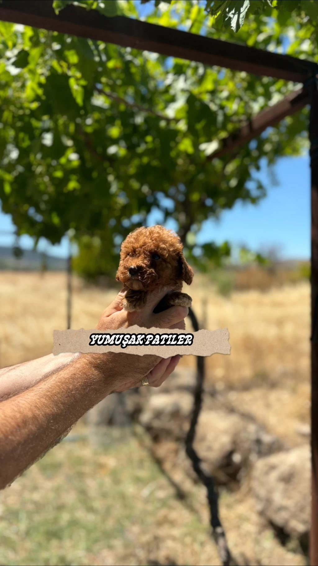 Kore Red Brown Poodle
