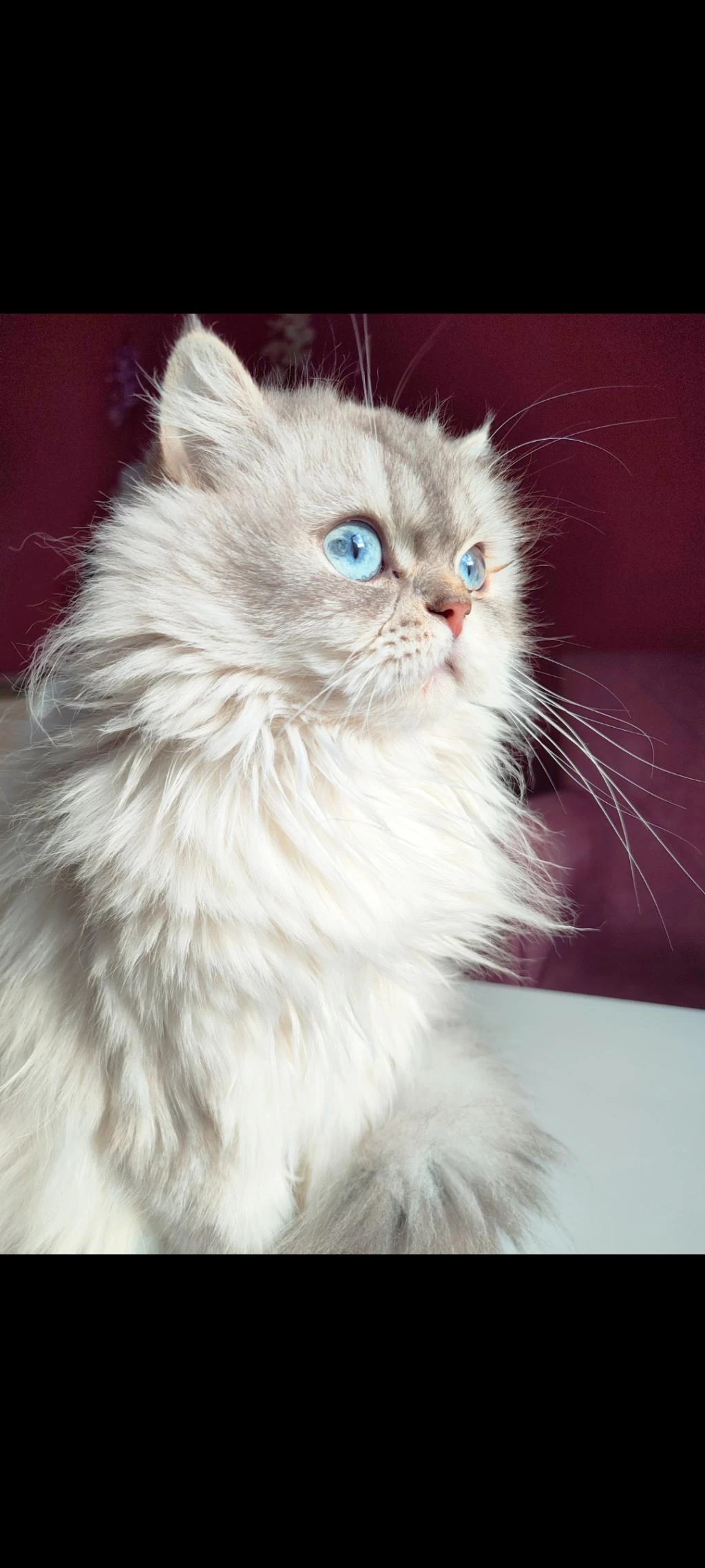 Scottish Extra Longhair Uzun Tüy Mavi Göz
