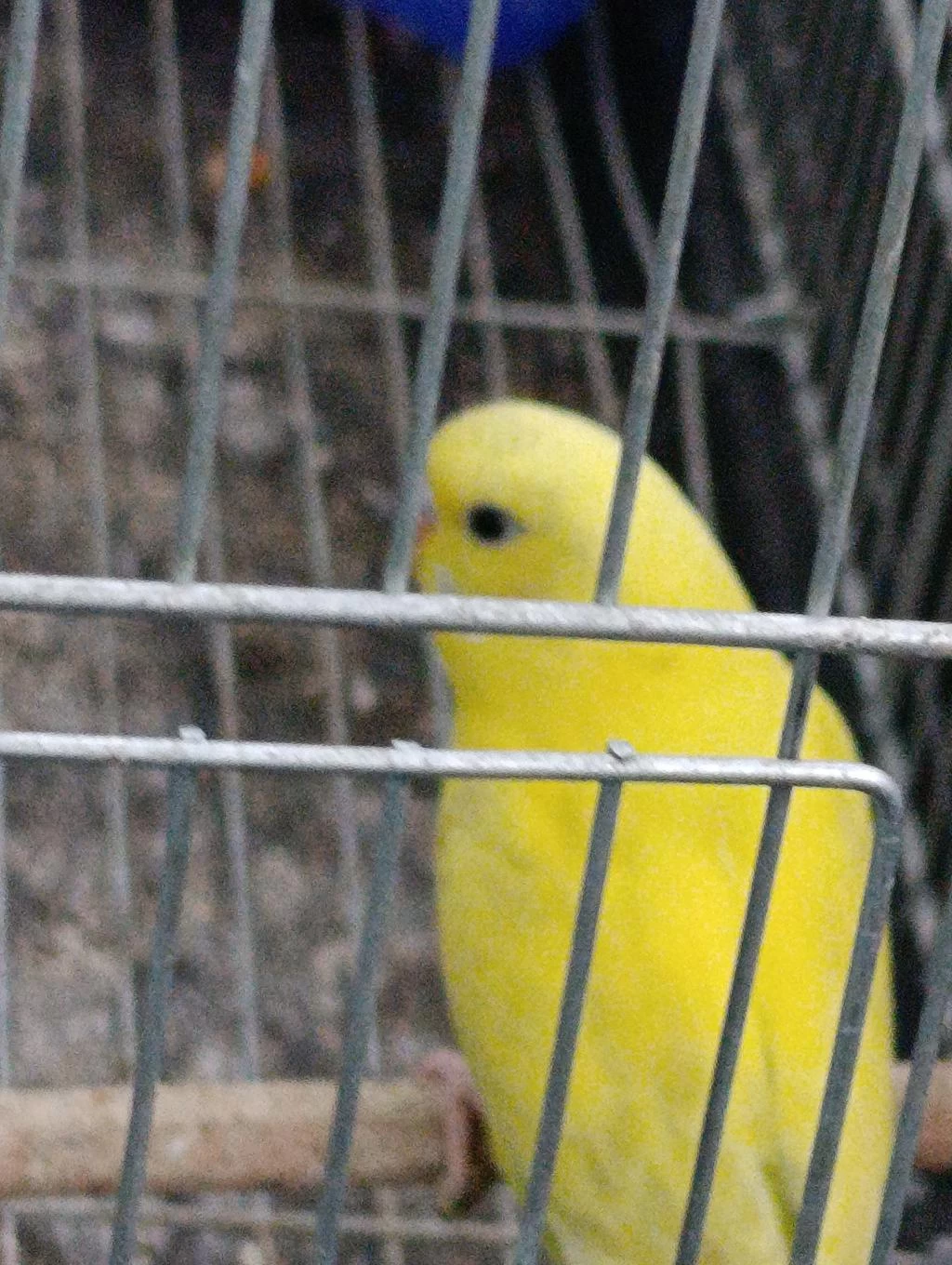 Son Tek Yavru Sarı Muhabbet Kuşu