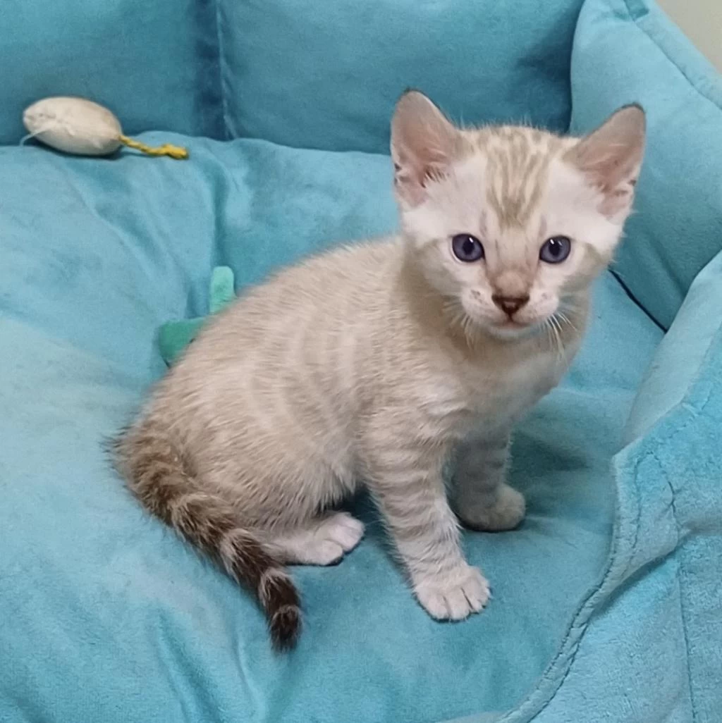 Snow Bengal Erkek Yavru