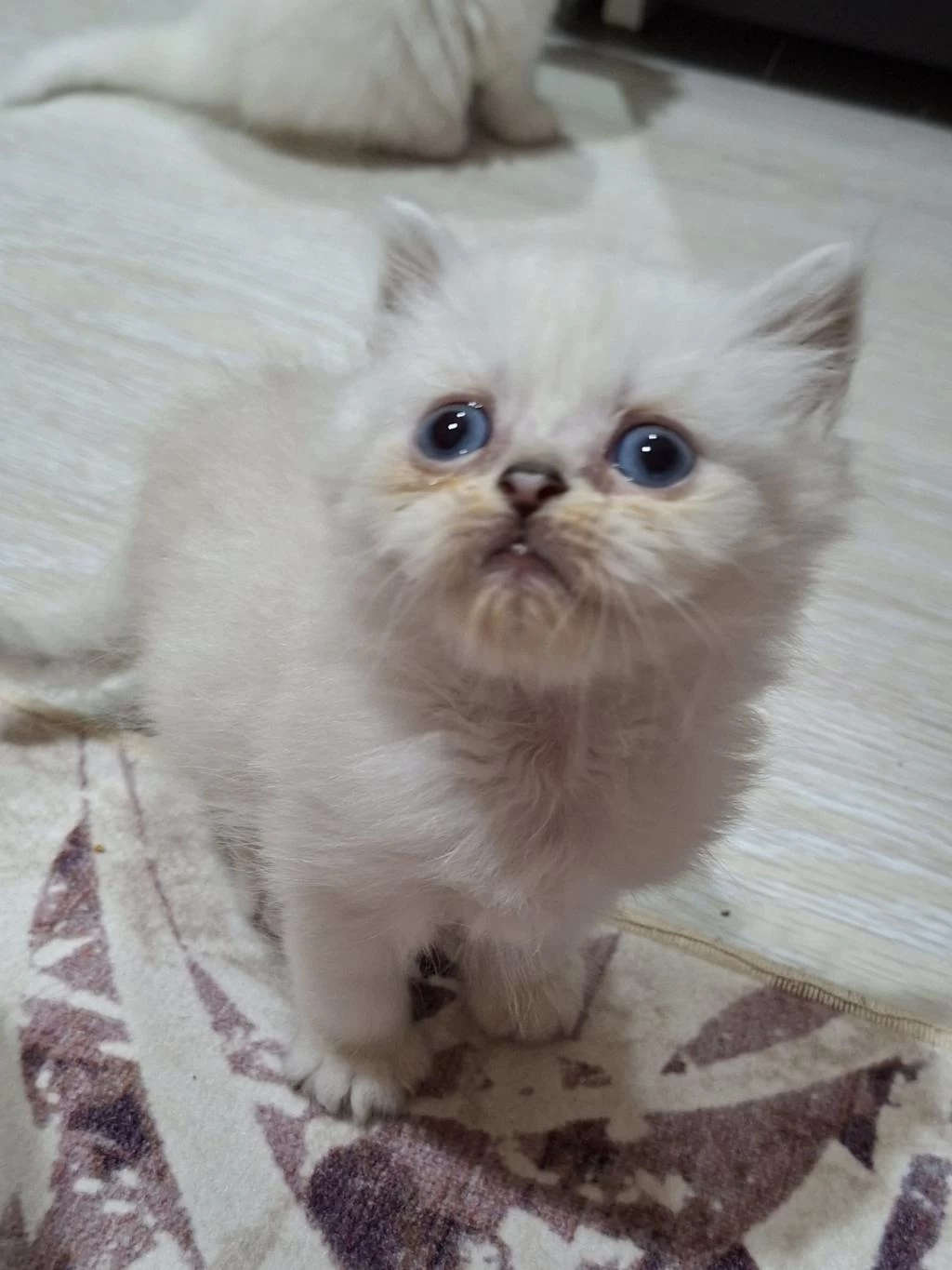 Tatlı Gofret British Longhair Yuvasında