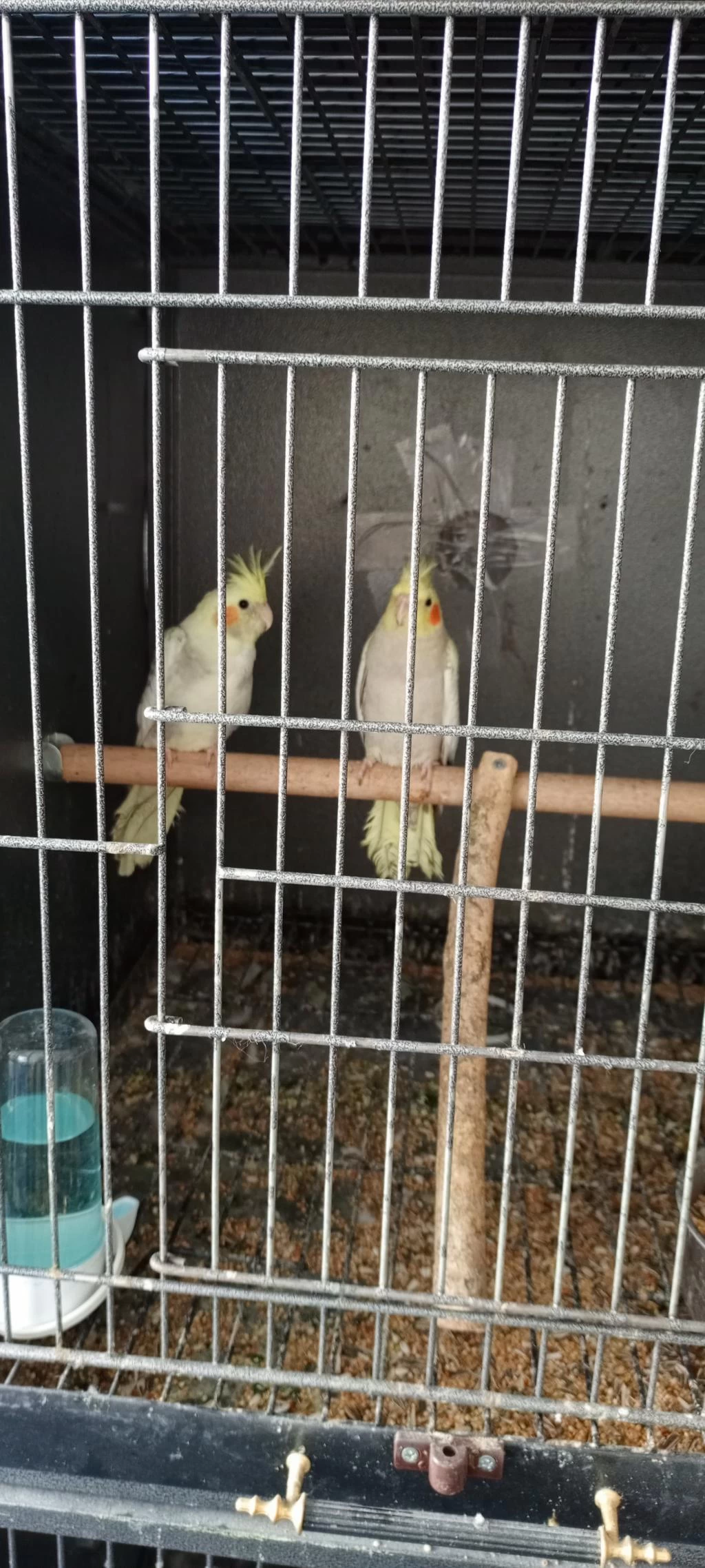 Harika Sultan Papağanları