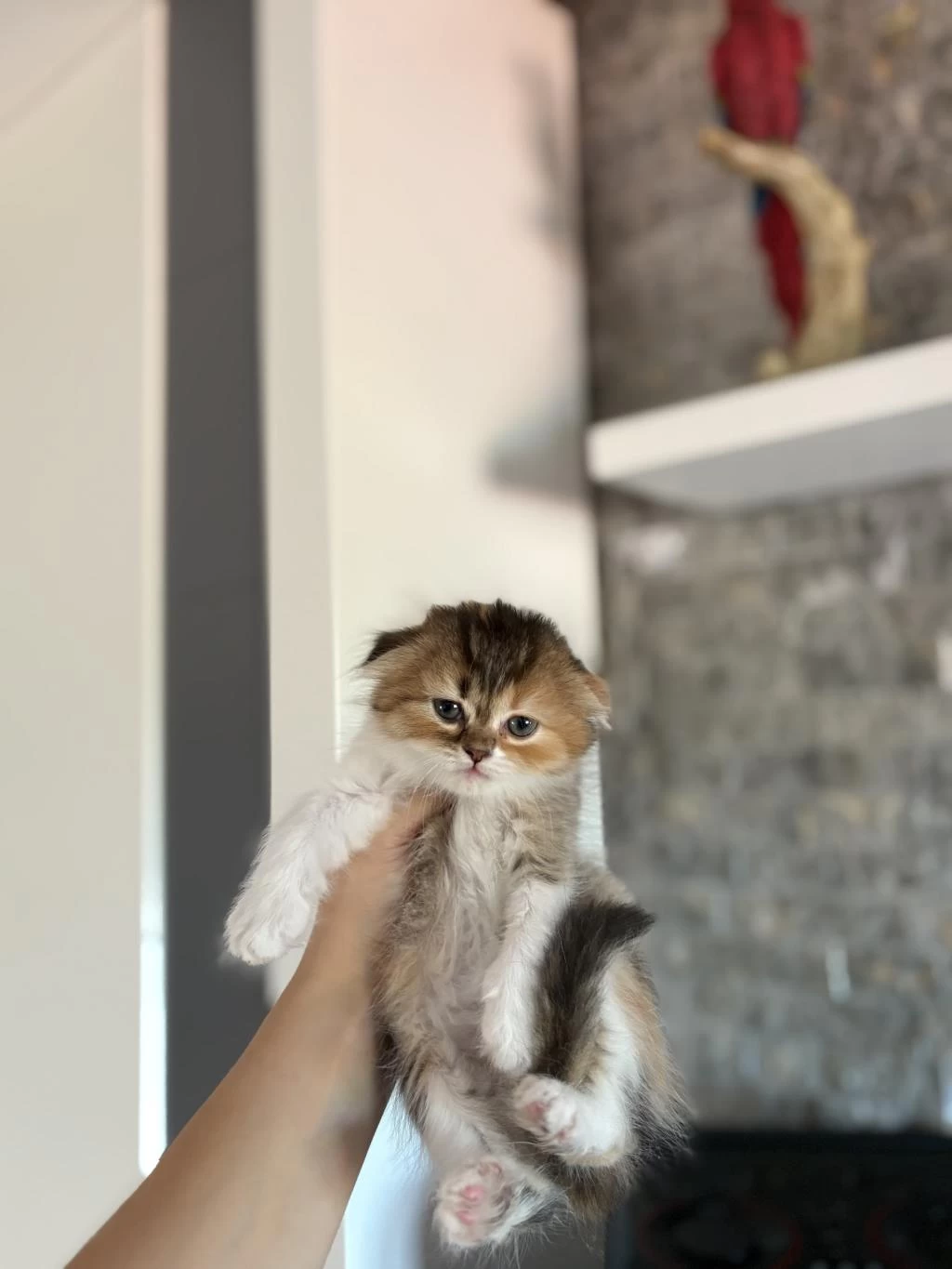 Scottish Fold Sevimli Yavrularim