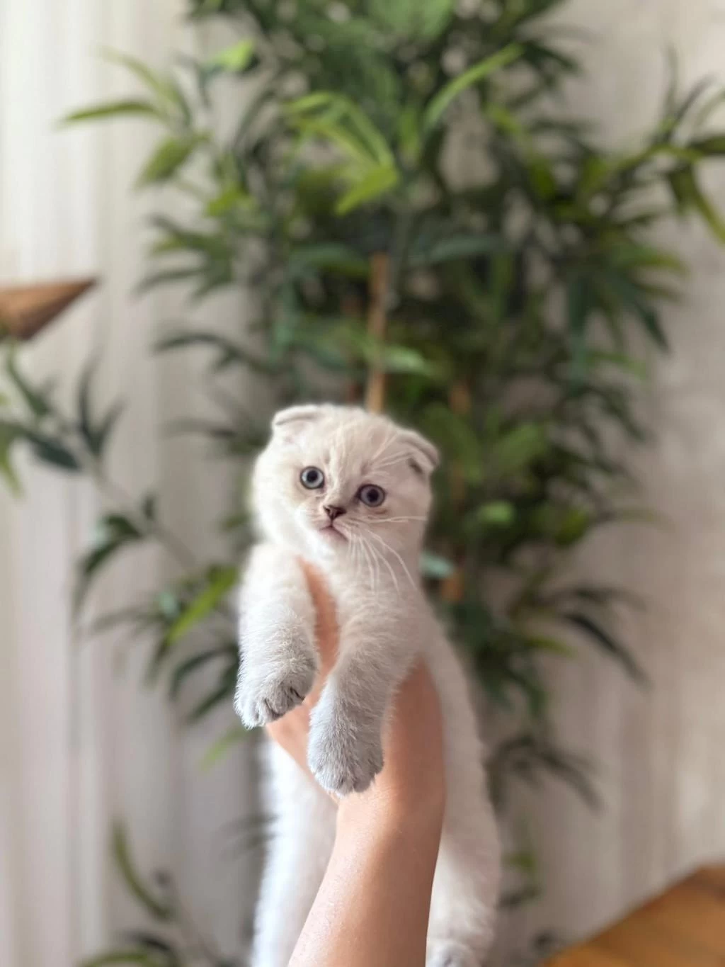 Scottish Fold Silver Yavrularim