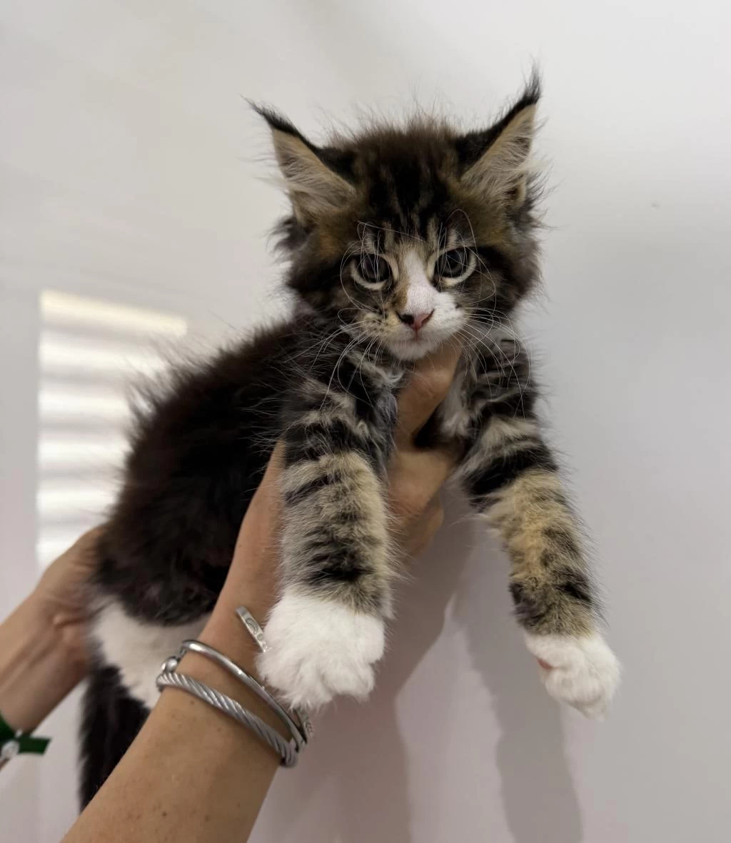 Küçük Bir Dev Dişi Maine Coon