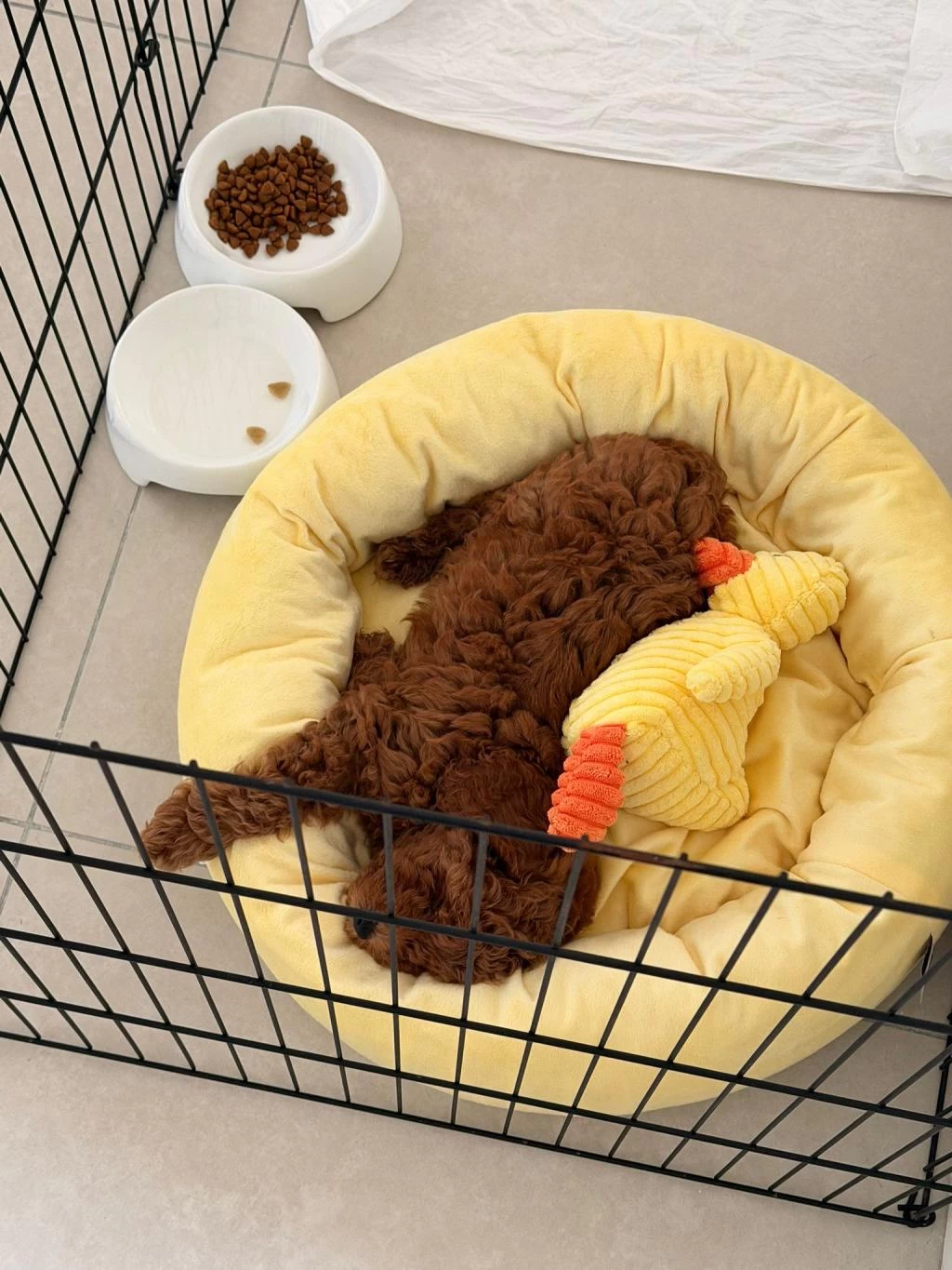 Toy Poodle Erkek 2 Aylık