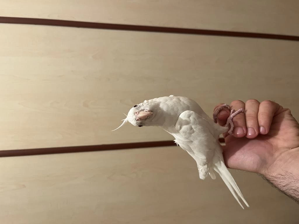 Sahibinden Yavru Ve Çift Sultan Papağanı