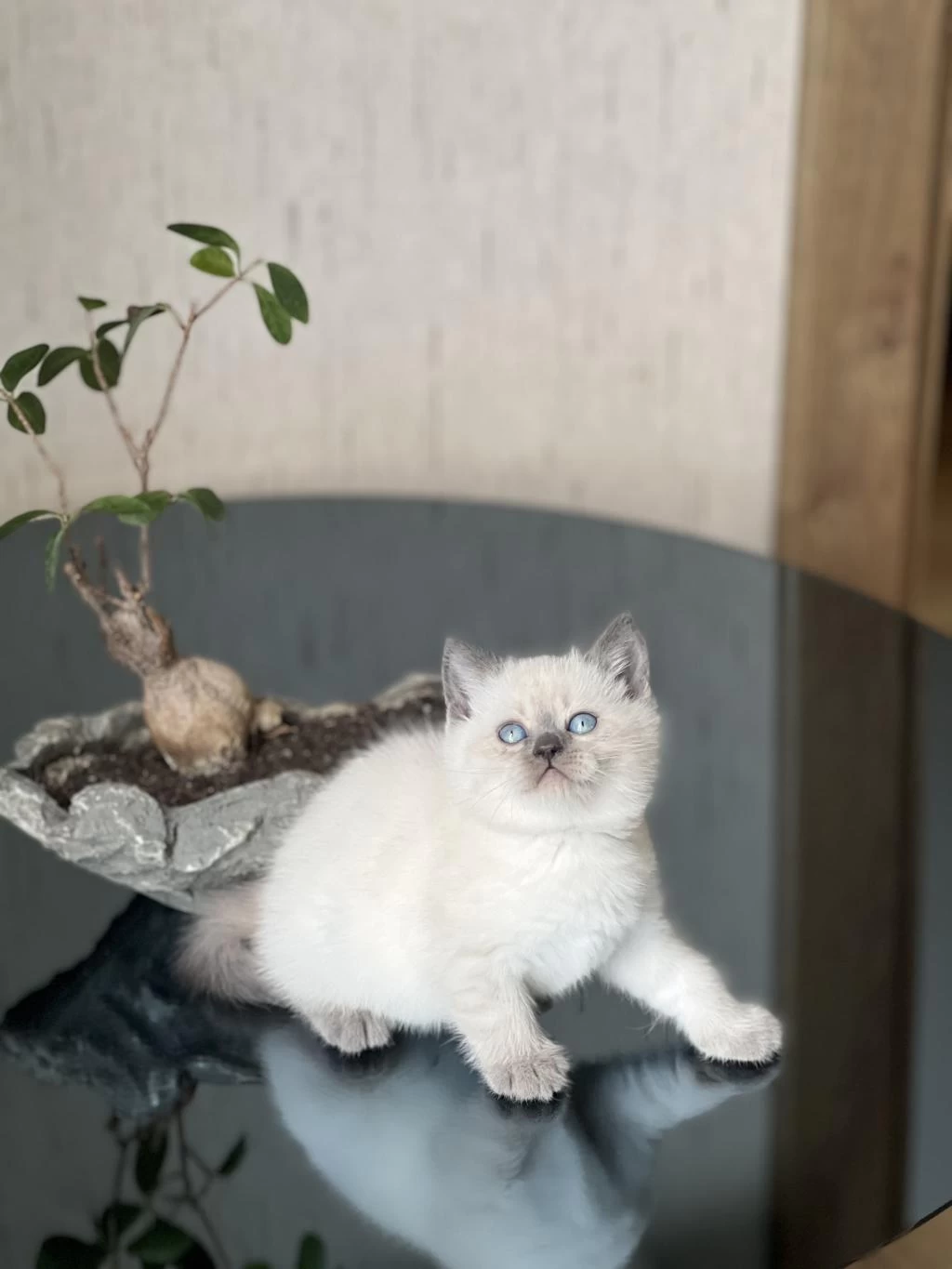 Gğzellik Abidesi Blue Poimt British Shorthair Yavrum