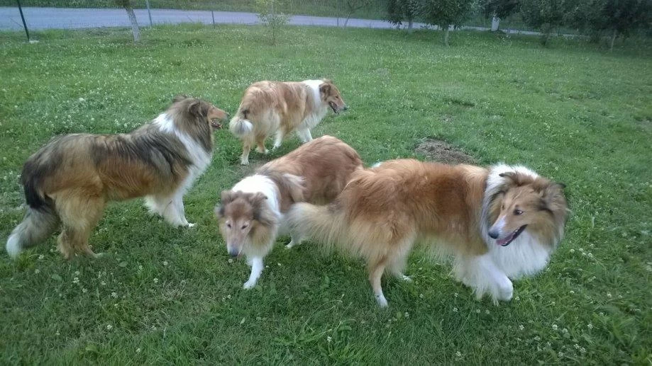 Rough Collie ( Lessie ) Yavrulari