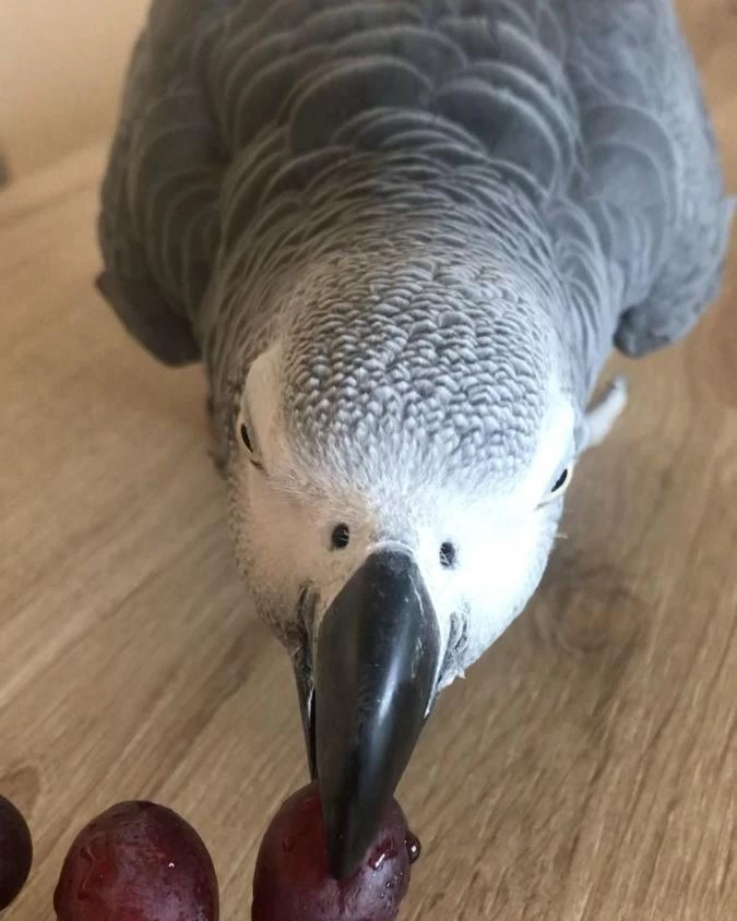 Jako Papağanimiz El Besleme Yavru