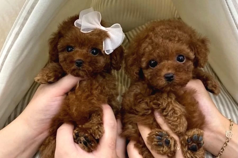 Core Poodle Yavrularım Yeni Evini Bekliyor