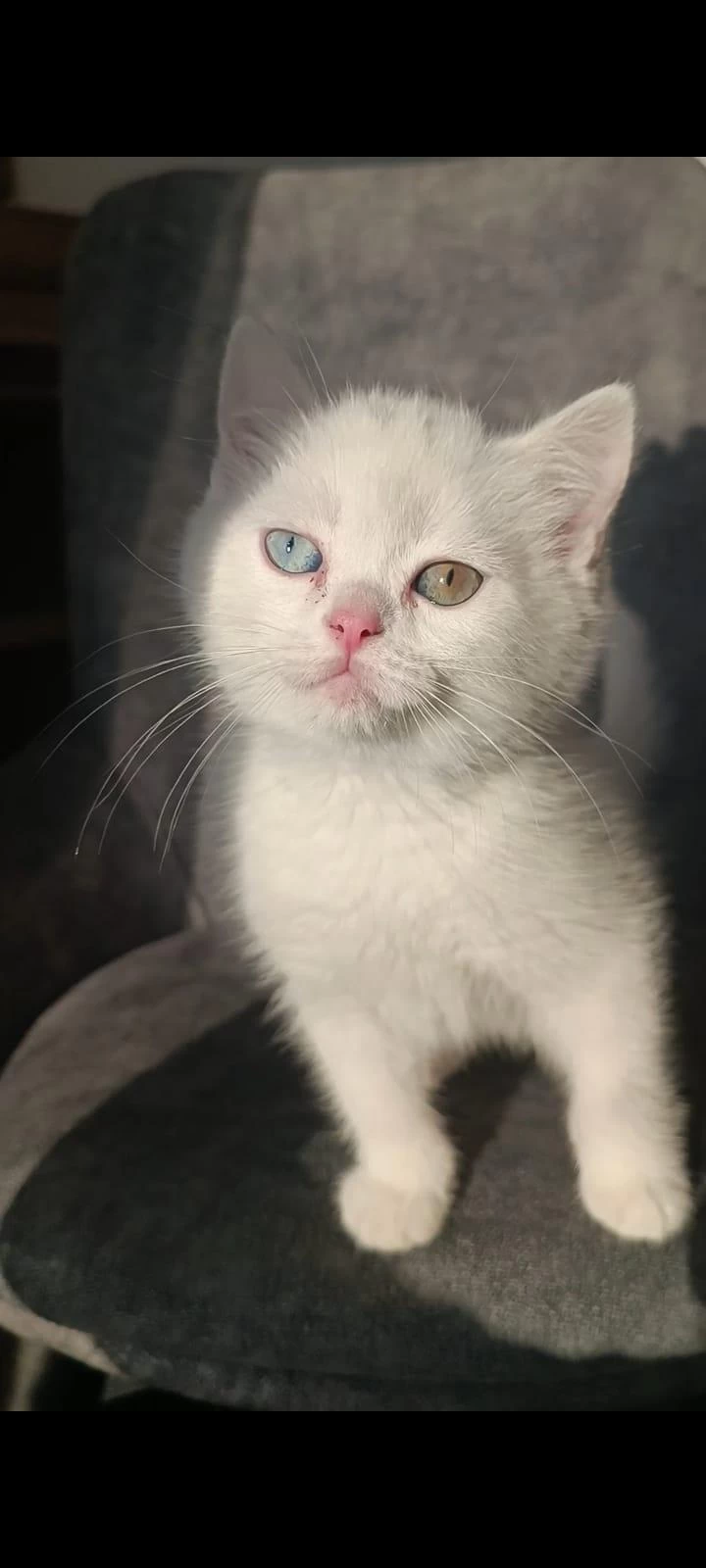 Pofuduk Tatlı Kral Kedimiz